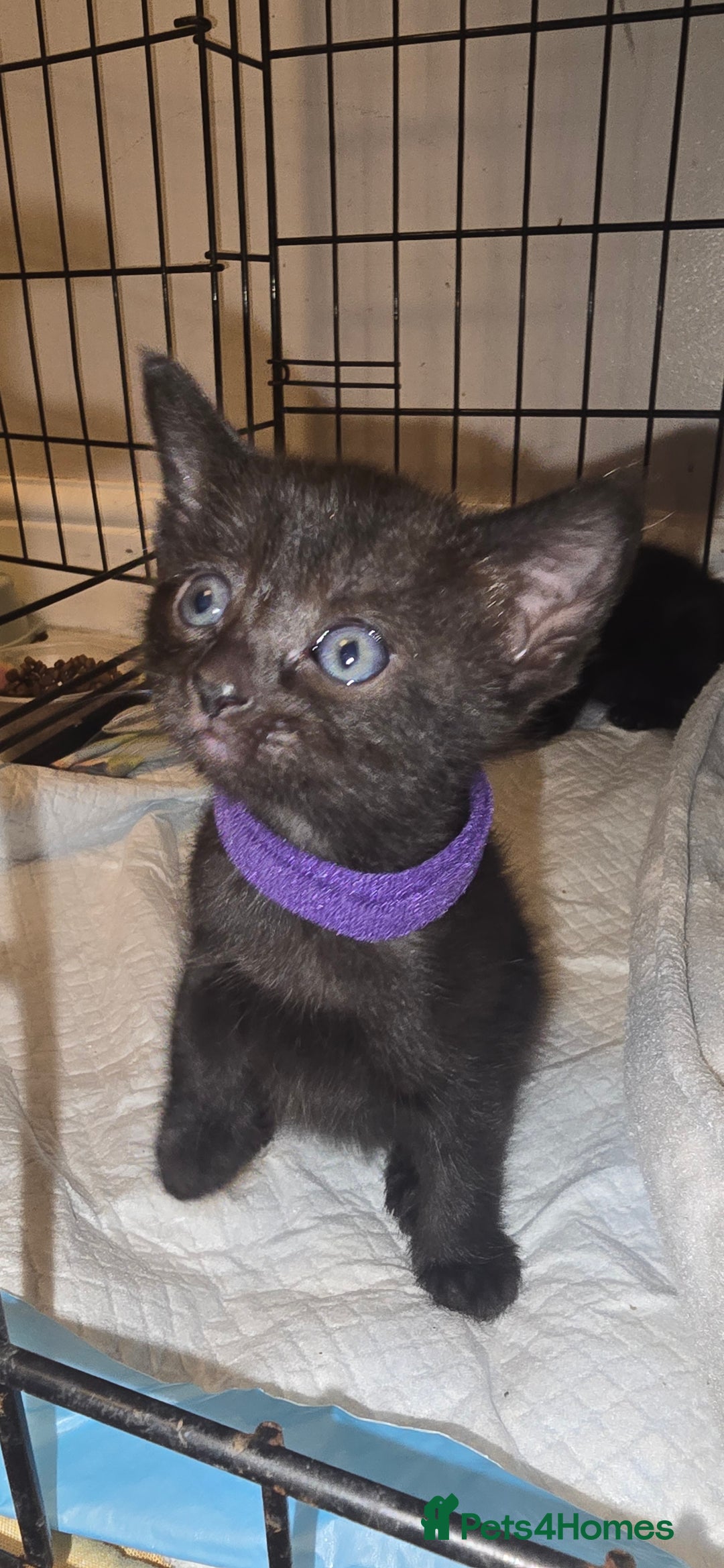 Siamese cats for sale: Siamese X British short hair *2 available  - Image 2