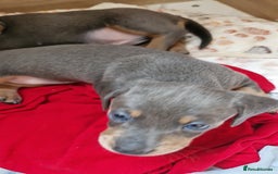 Miniature Dachshund dogs for sale: Miniture dashhound blue and tan - Image 6