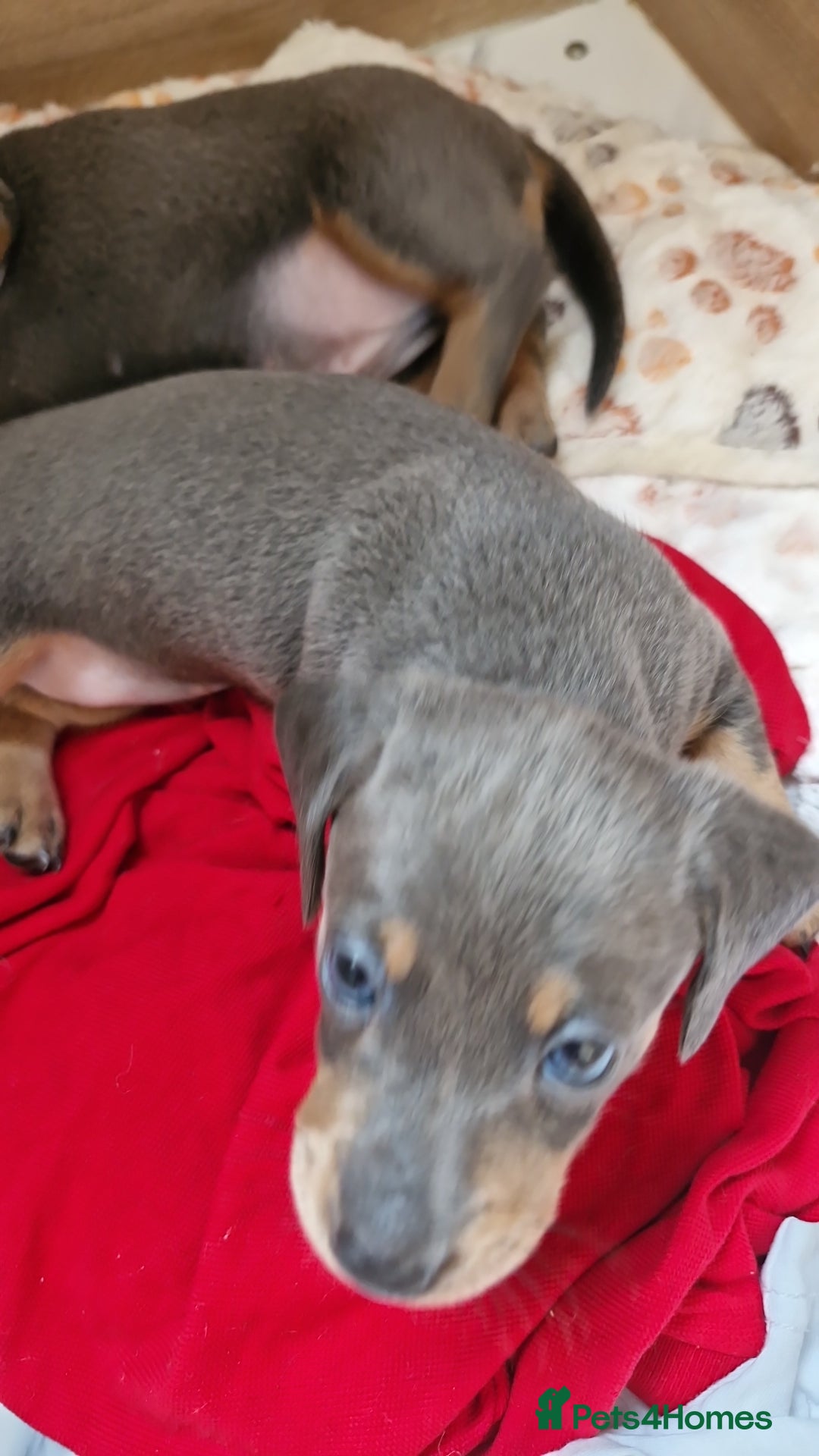 Miniature Dachshund dogs for sale: Miniture dashhound blue and tan - Image 6