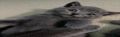British Shorthair 3