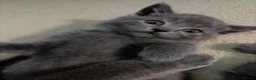 British Shorthair cats for sale: Bsh kittens - Advert 3