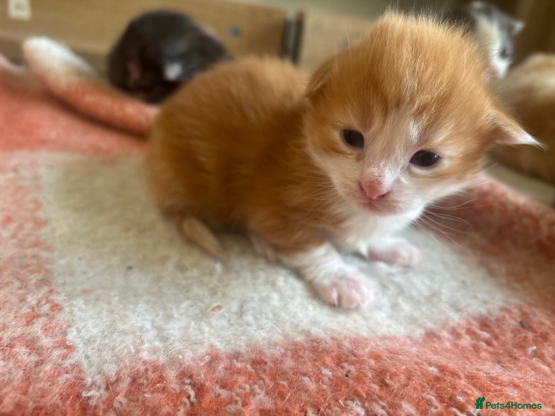 Maine Coon cats for sale: Maine coon kittens  - Advert 8