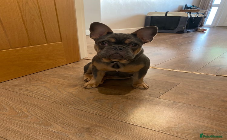 French Bulldog dogs - Advert 1