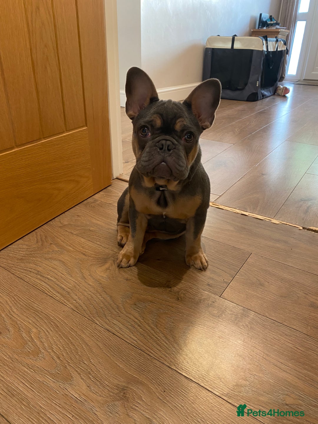 French Bulldog dogs for sale: Bruno - Frenchie 20 weeks old.  - Image 1