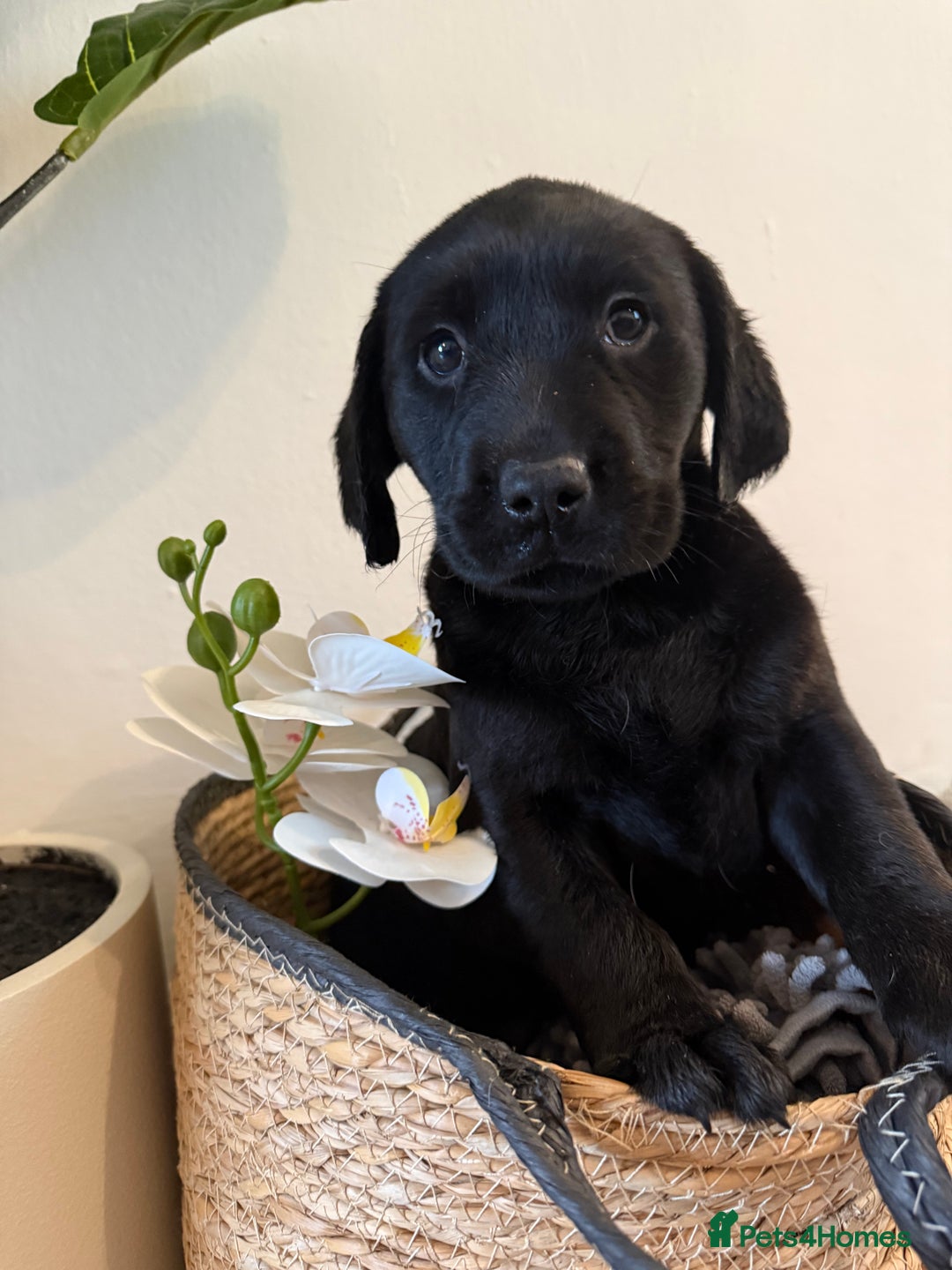 Labrador Retriever dogs for sale: Labrador pups for sale  - Advert 22
