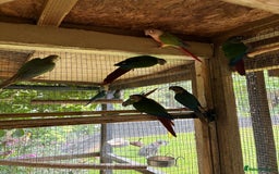 Conures birds for sale: Aviary bred baby conures, dna sexed - Image 9