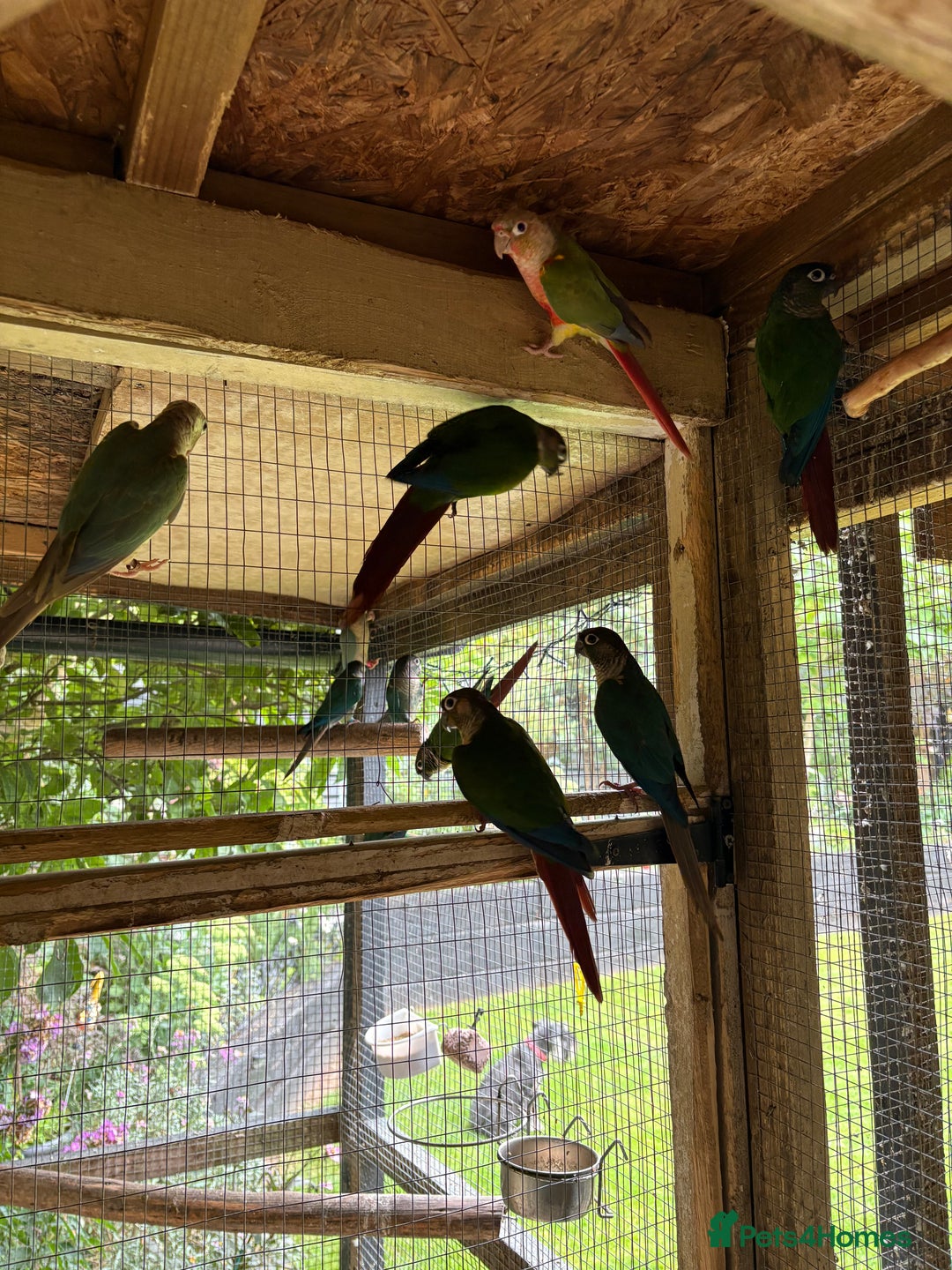 Conures birds for sale: Aviary bred baby conures, dna sexed - Image 9