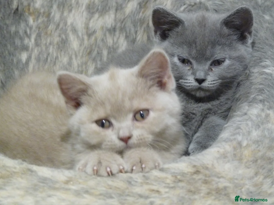 British Shorthair cats for sale: four beautiful british shorthair kittens for sale - Advert 19