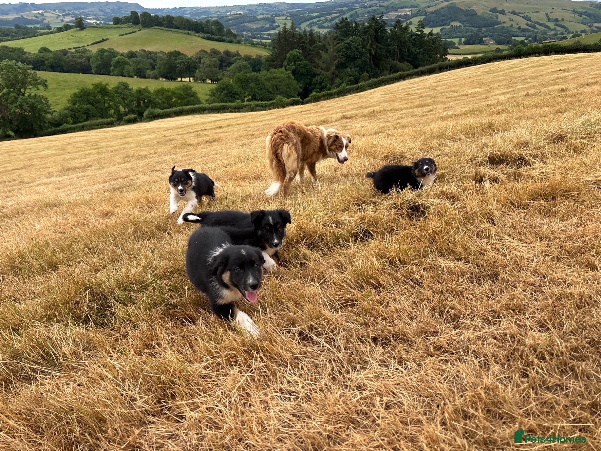 Border Collie dogs Long Coated Welsh Border Collie Puppies - Advert 1