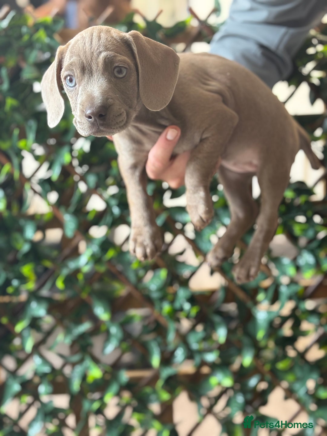 Mixed Breed dogs for sale: 2 beautiful French wiener girls  - Image 4