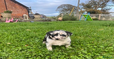 Border Collie dogs 🌟READY NOW🌟 - Advert 1