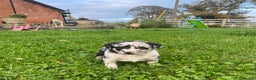 Border Collie dogs for sale: Red merle girl  - Advert 6