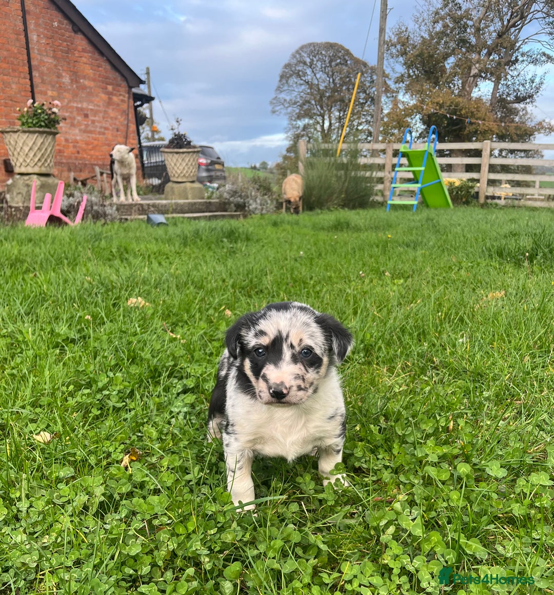 Border Collie dogs for sale: Red merle girl  - Advert 6