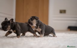 French Bulldog dogs for sale: 2 Male and 2 Female French Bulldogs - Image 6