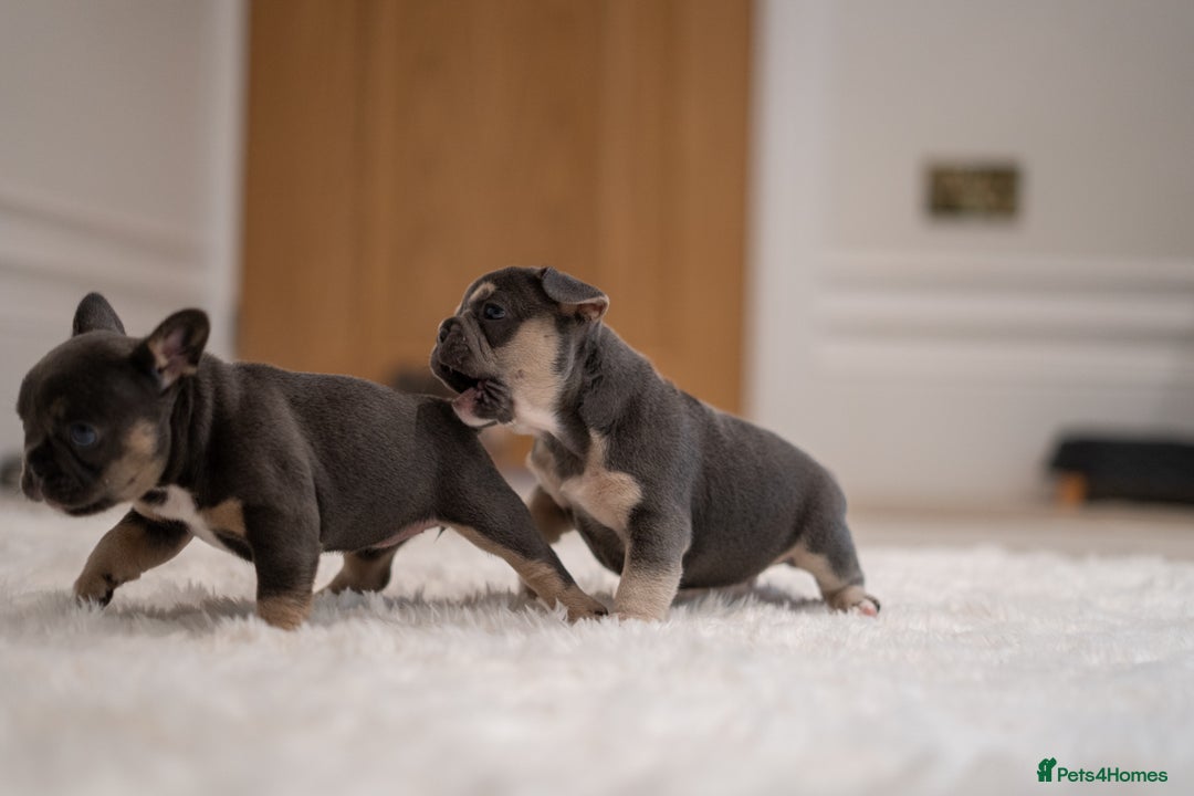 French Bulldog dogs for sale: 2 Male and 2 Female French Bulldogs - Image 6