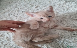 Mixed Breed cats for sale: Beautiful fluffy kittens - Image 1