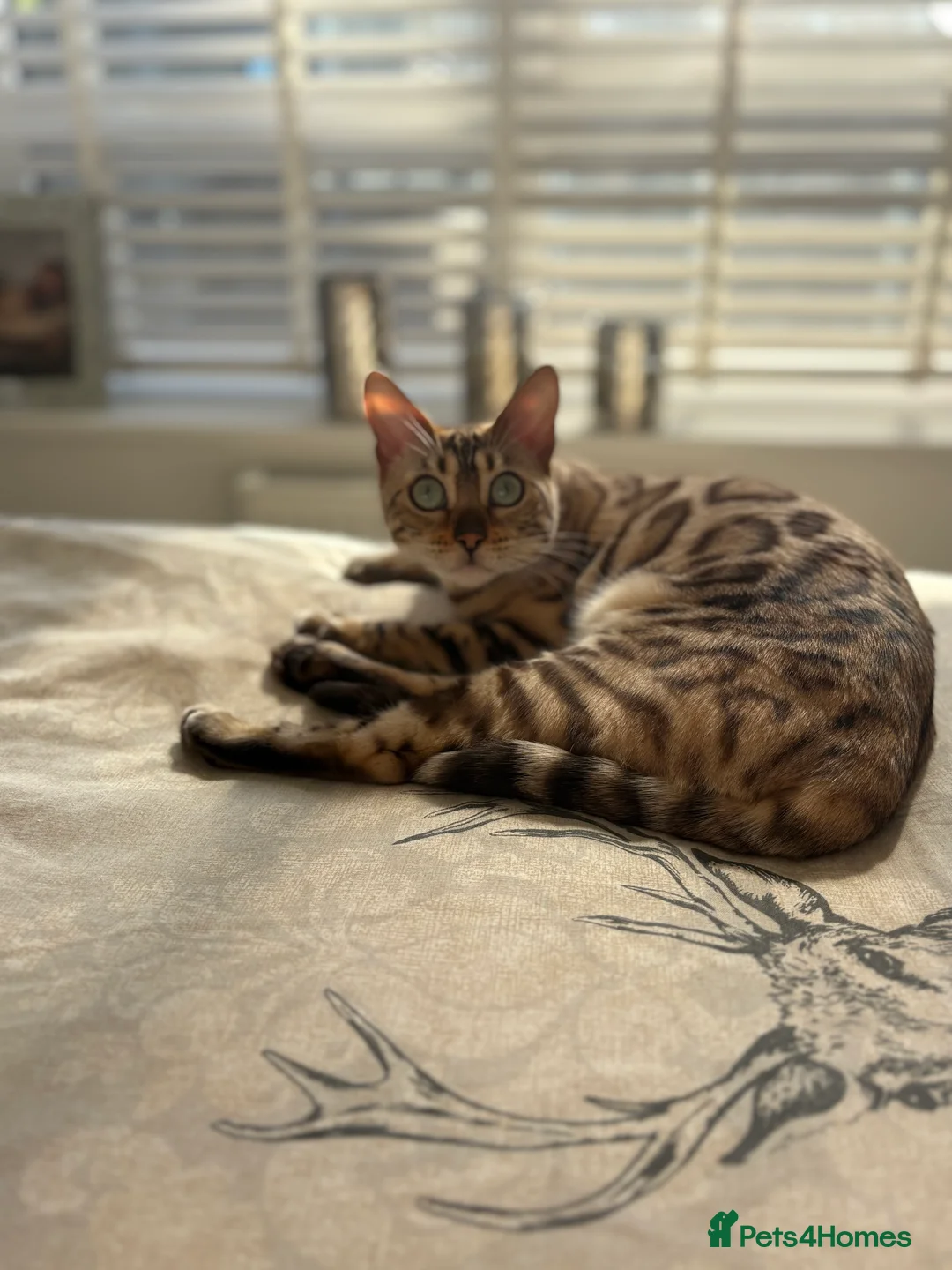 Bengal cats for sale: Female bengal - Advert 1