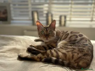 Bengal cats Female bengal - Advert 2