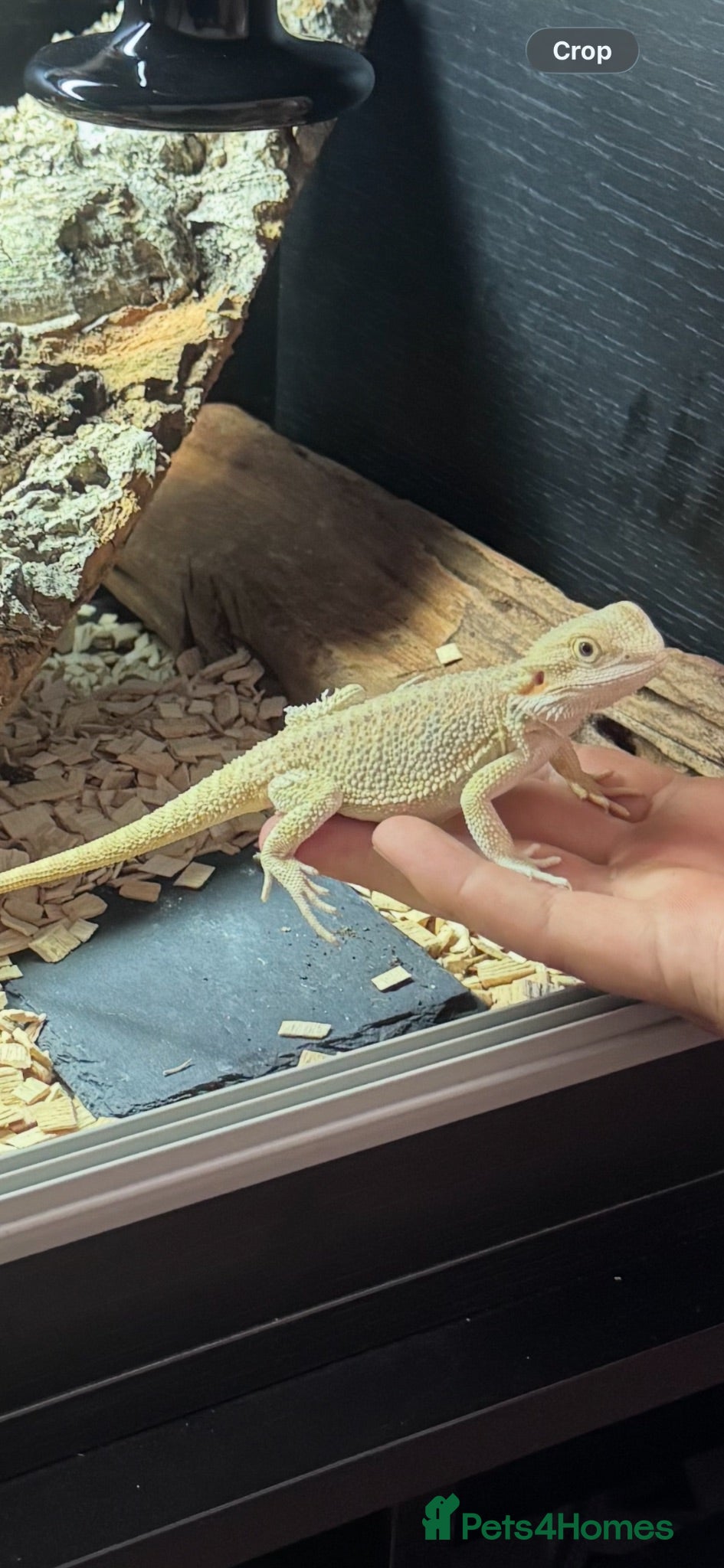 Bearded Dragon reptiles Bearded dragon  - Advert 3