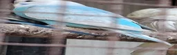 Budgerigars birds for sale: Budgies for sale Birmingham  - Advert 5