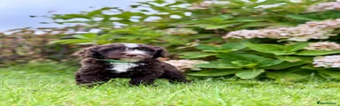 Spanish Water Dog 3