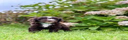 Spanish Water Dog dogs for sale: KC Spanish Water Dog Pups-Coastal Raised with ENS  - Advert 11
