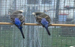 Budgerigars birds for sale: Budgerigars for sale mixed ages mixed genders - Image 11