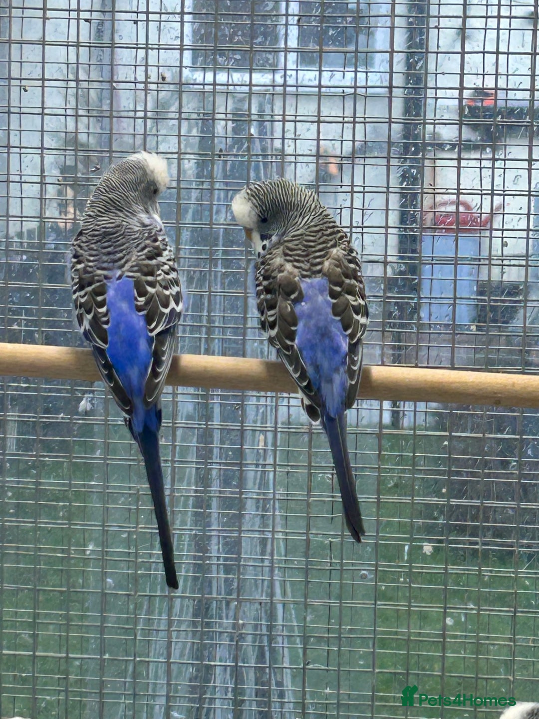 Budgerigars birds for sale: Budgerigars for sale mixed ages mixed genders - Image 11