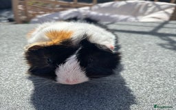 Guinea Pig rodents for sale: Male guinea pig - Image 1
