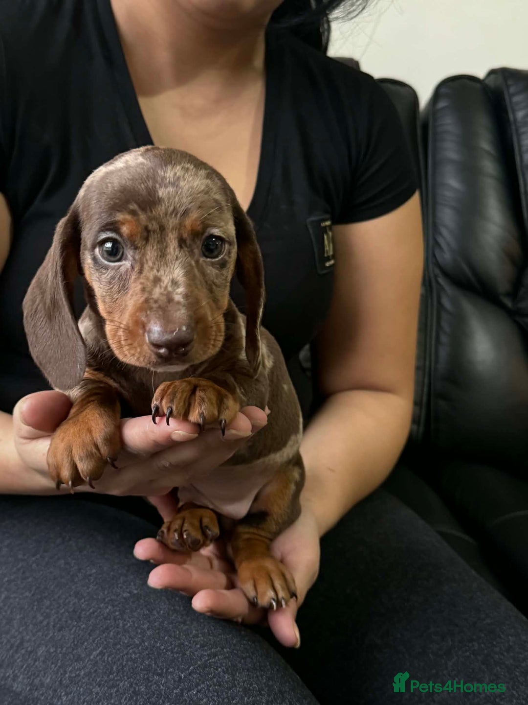 Dachshund dogs for sale: Miniature Dachshund puppies - Advert 19
