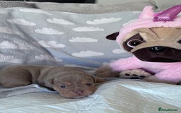 English Bulldog dogs for sale: Self Whelped Healthy English bulldog Babies❤️🤍 - Image 13
