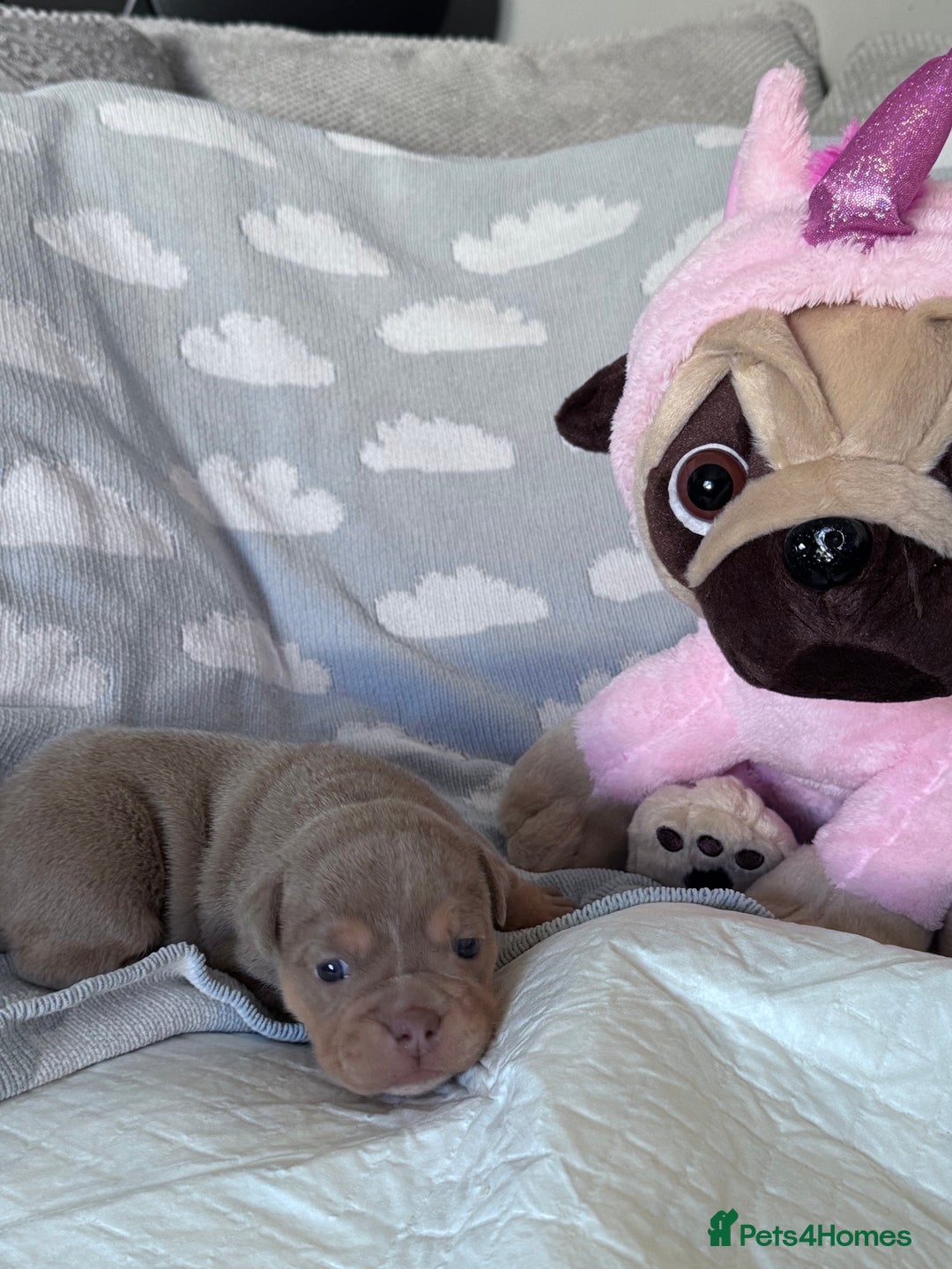 English Bulldog dogs for sale: Self Whelped Healthy English bulldog Babies❤️🤍 - Image 13
