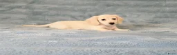 Miniature Dachshund dogs for sale: Rare Cream Longcoat Miniature Dachshund Puppies - Advert 9