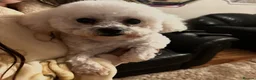 Bichon Frise dogs for sale: Bichon frise kc adult female in Sittingbourne - Advert 6
