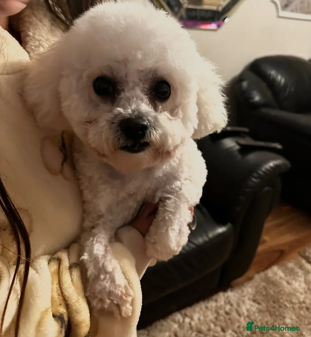 Bichon Frise dogs for sale: Bichon frise kc adult female in Sittingbourne - Advert 6