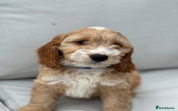 Cockapoo dogs for sale: F1 Cockapoo Puppies DNA hereditary clear - Image 4