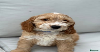 Cockapoo dogs - Advert 11