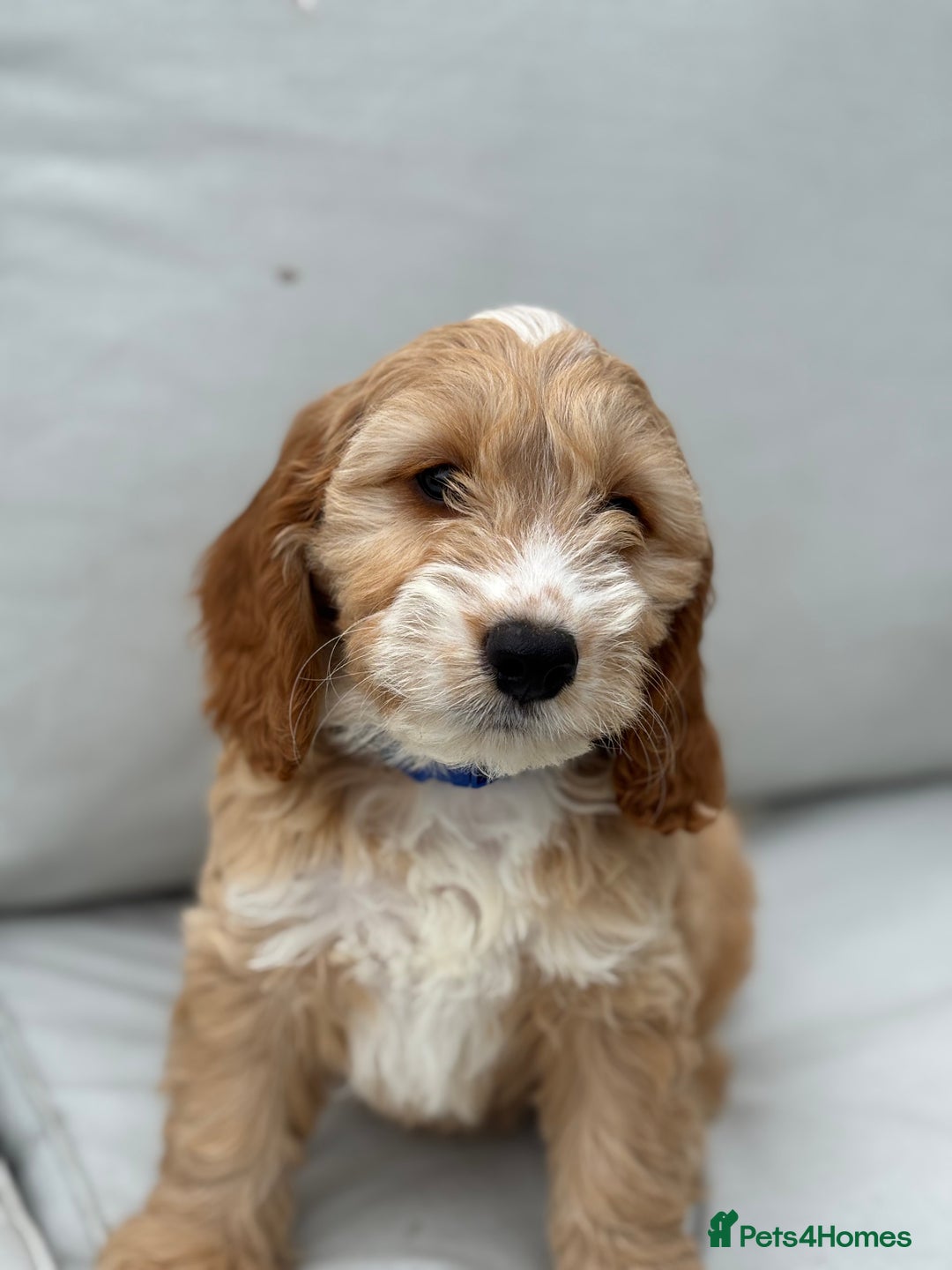 Cockapoo dogs for sale: F1 Cockapoo Puppies DNA hereditary clear - Image 4