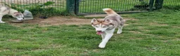 Siberian Husky dogs for sale: Two Siberian Huskys for new homes - Advert 3