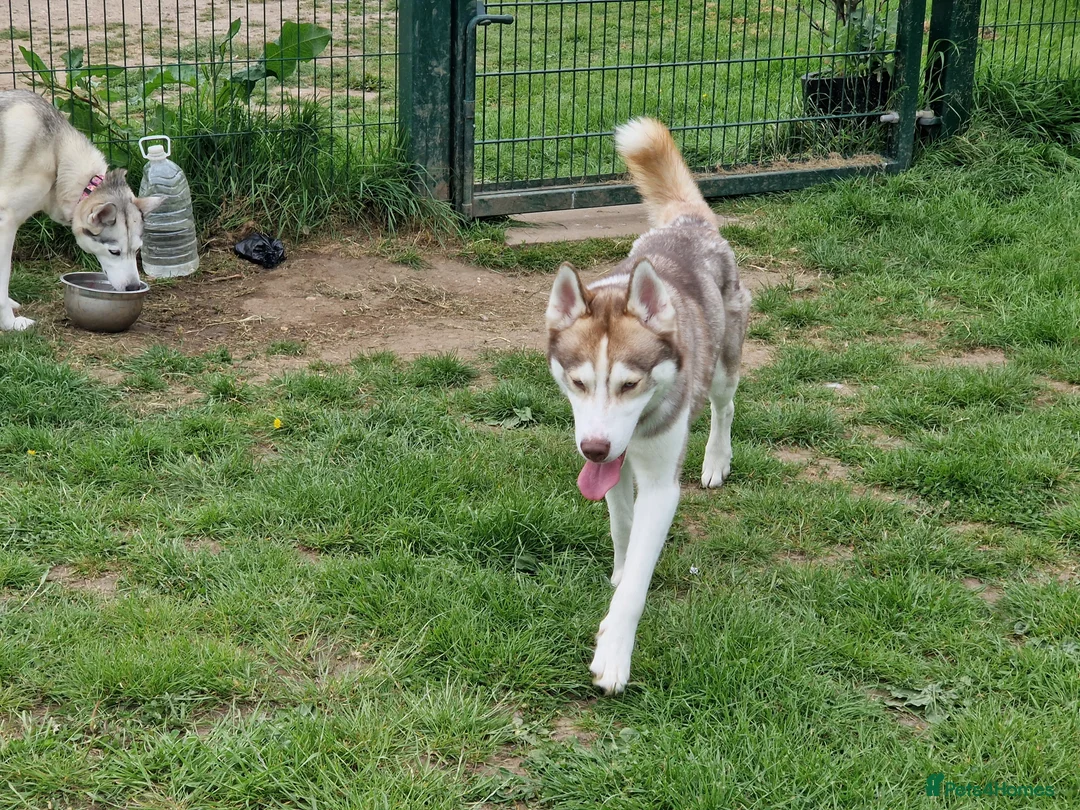 Siberian Husky dogs for sale: Two Siberian Huskys for new homes - Advert 3