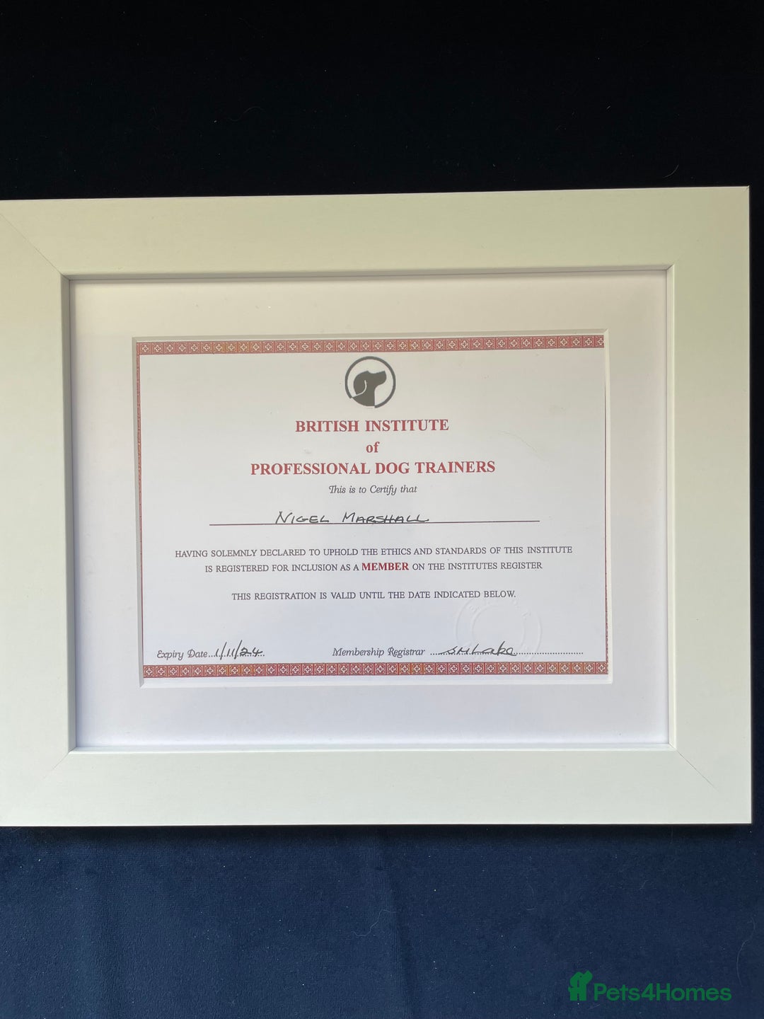 Miniature Poodle dogs for sale: KC HEALTH TEST PUPS - POLICE K9 TRAINER 5* BREEDER - Advert 26