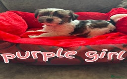 Biewer Terrier dogs for sale: beautiful pups  - Image 4