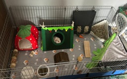 Guinea Pig rodents for sale: 2 bonded boars with cage, food, hay& accessories.  - Image 4