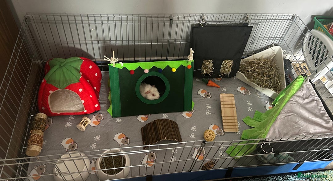 Guinea Pig rodents for sale: 2 bonded boars with cage, food, hay& accessories.  - Image 4