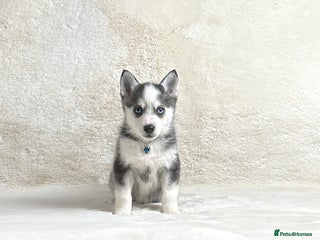 Pomsky dogs perfect husky markings micro Pomsky puppies - Advert 1