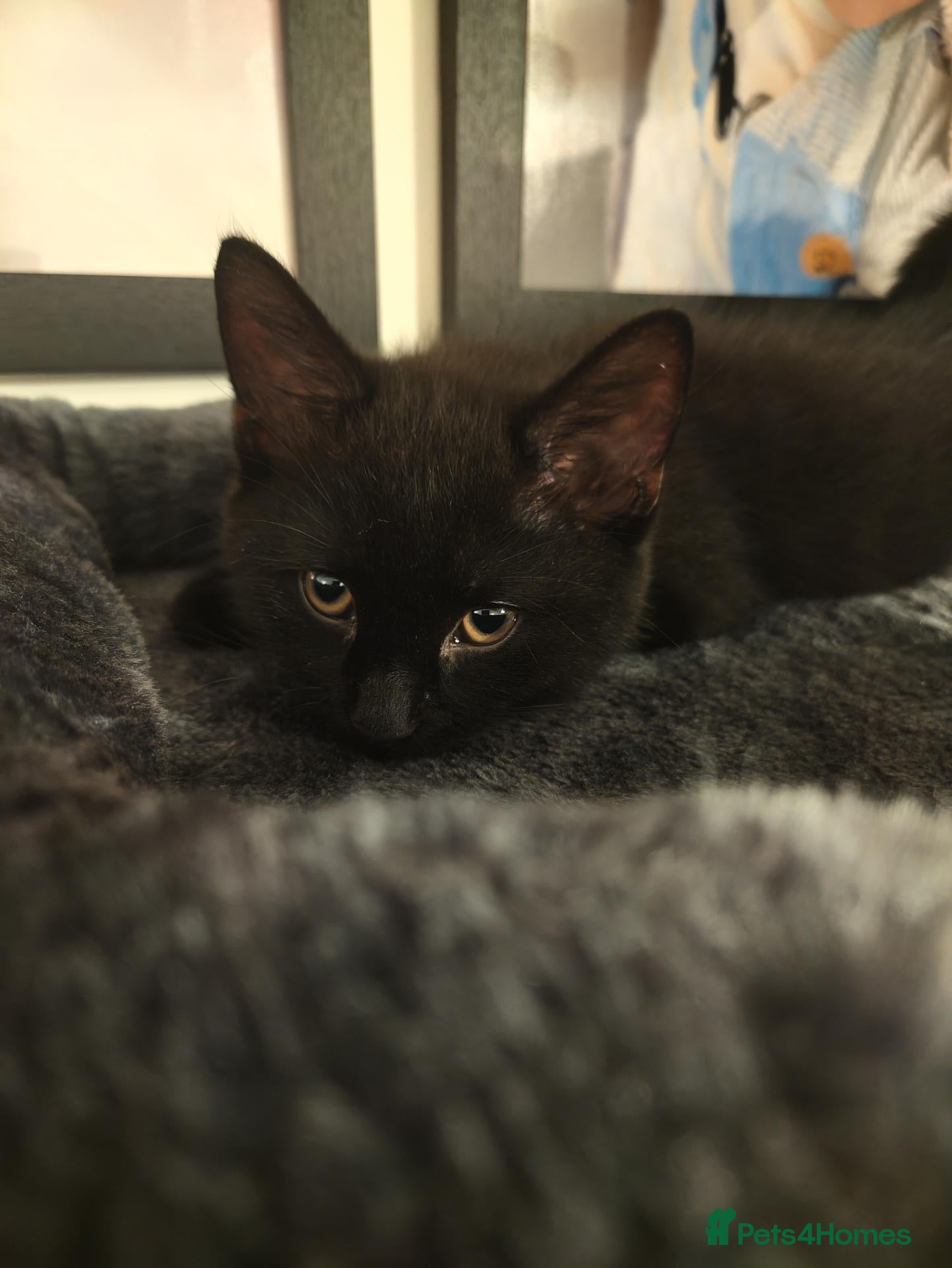 Mixed Breed cats Black Male Kitten - Advert 7
