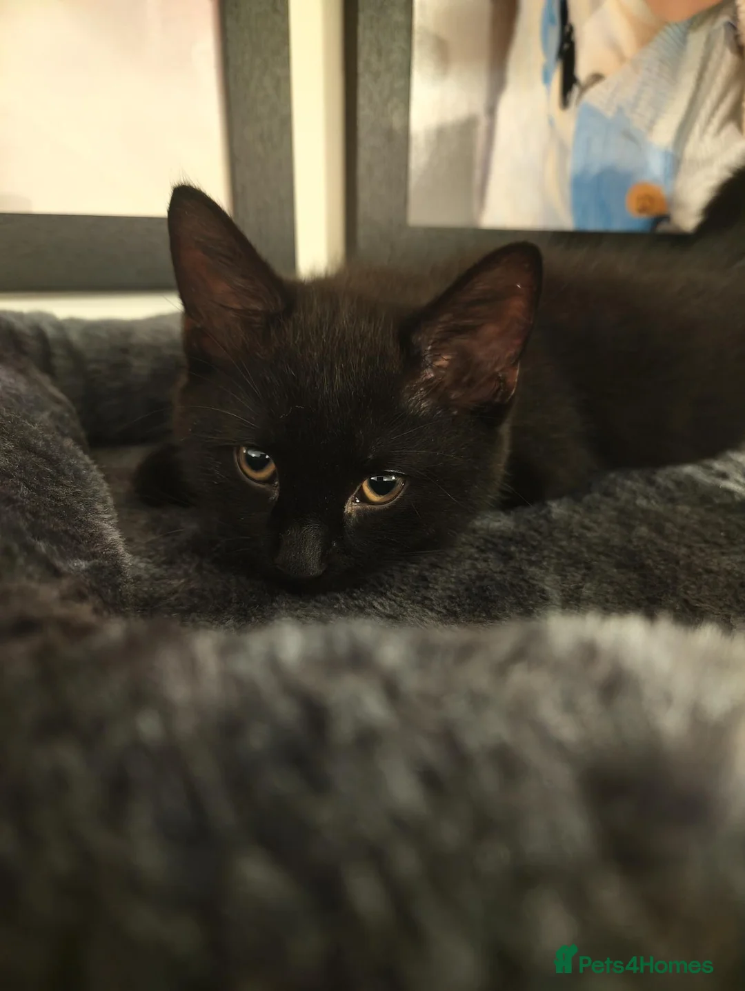 Mixed Breed cats for sale: Black Male Kitten - Advert 1