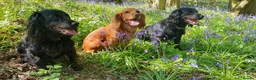 Cocker Spaniel dogs for sale: Beautiful Red Working Cocker Spaniel Puppies - Advert 11