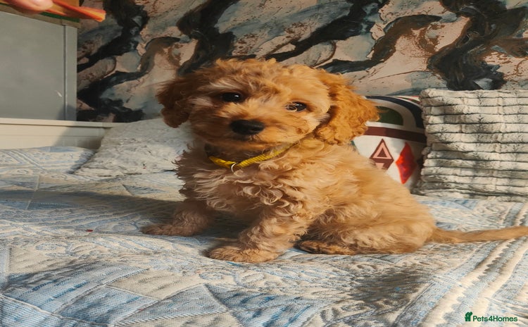 Cockapoo dogs - Advert 14