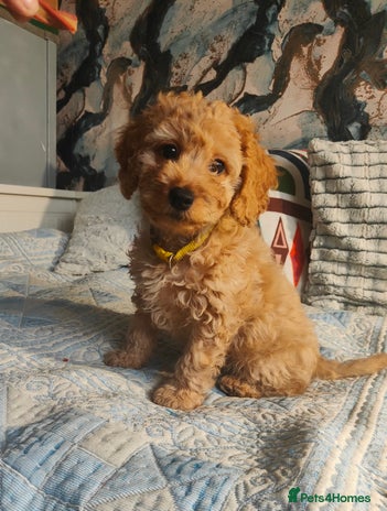 Cockapoo dogs - Advert 14